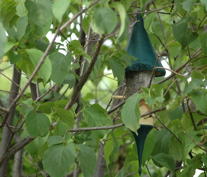 An empty bird house of ash